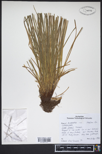 Carex jamesii image