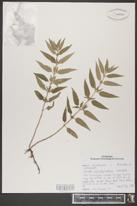 Monarda fistulosa subsp. fistulosa image