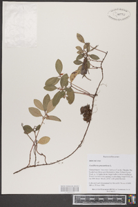 Gaultheria procumbens image