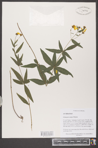 Coreopsis major image