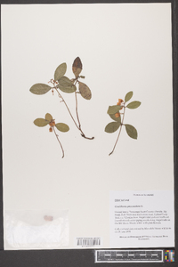 Gaultheria procumbens image