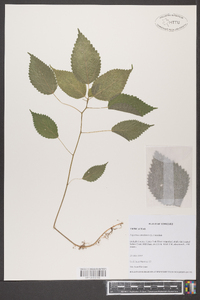 Laportea canadensis image