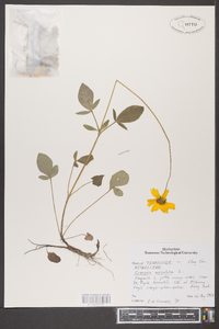 Coreopsis auriculata image