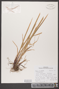 Carex purpurifera image