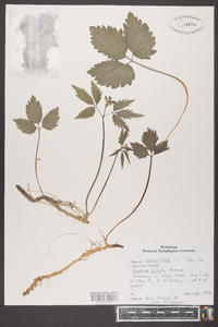 Cardamine diphylla image