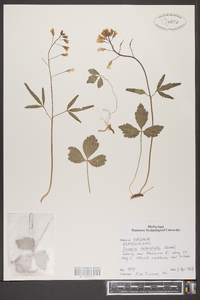 Cardamine angustata image