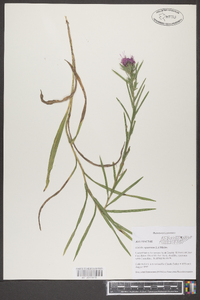 Liatris squarrosa image