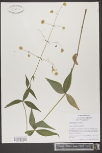 Silene stellata image