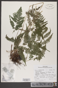 Athyrium filix-femina subsp. asplenioides image