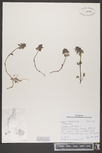 Lamium purpureum image