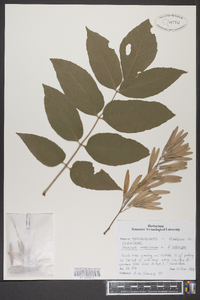 Fraxinus americana f. iodocarpa image