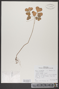 Oxalis grandis image