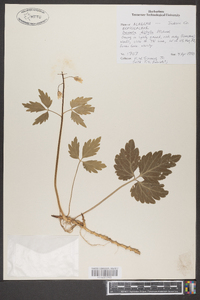 Cardamine diphylla image