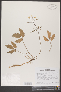 Cardamine diphylla image