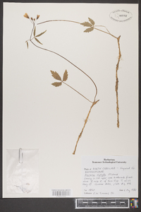 Cardamine diphylla image