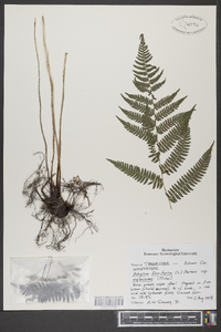 Athyrium filix-femina subsp. asplenioides image