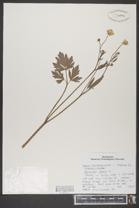 Ranunculus repens image