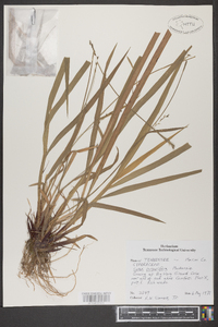 Carex purpurifera image