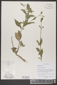 Mimulus alatus image