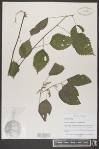 Laportea canadensis image