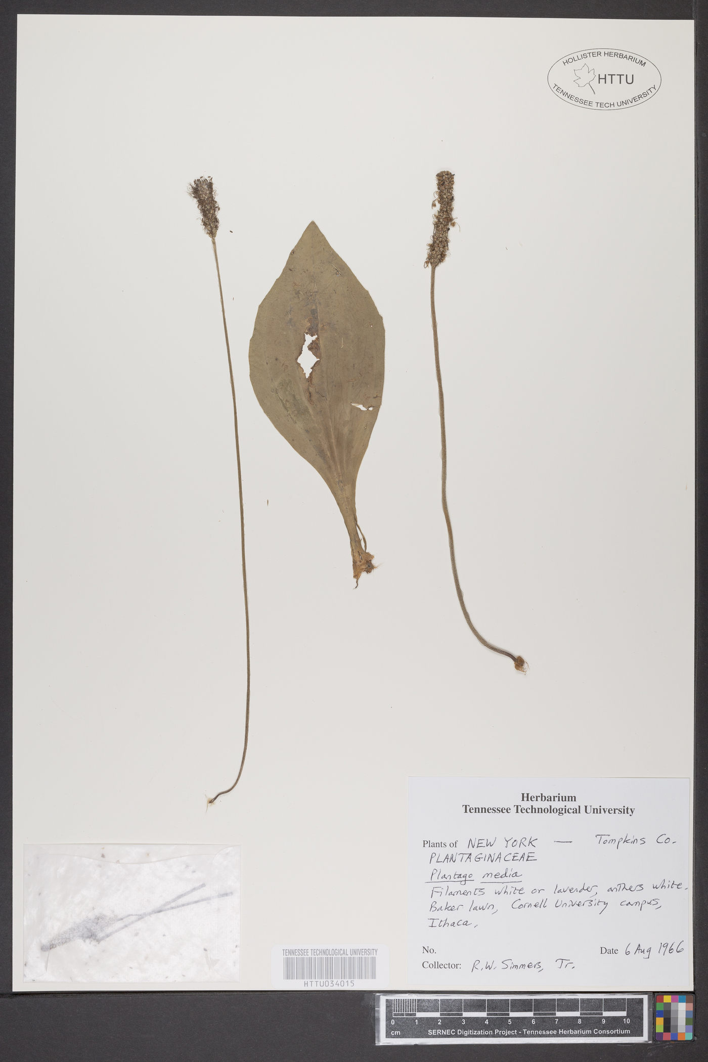 Plantago media image