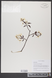 Amelanchier laevis image