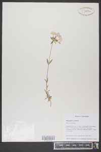 Phlox amoena image