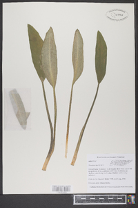 Orontium aquaticum image