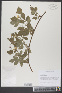 Rubus flagellaris image