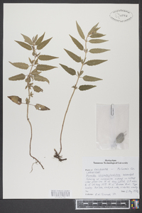 Monarda fistulosa subsp. fistulosa image