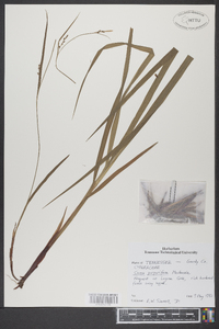 Carex purpurifera image