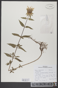 Monarda fistulosa subsp. fistulosa image