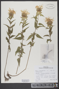 Monarda fistulosa subsp. fistulosa image