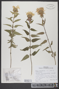 Monarda fistulosa subsp. fistulosa image