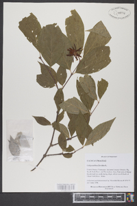 Calycanthus floridus image