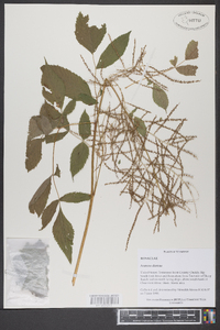 Aruncus dioicus image