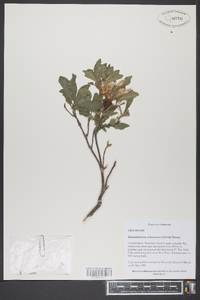 Rhododendron arborescens image