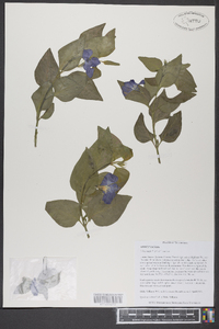 Vinca major image