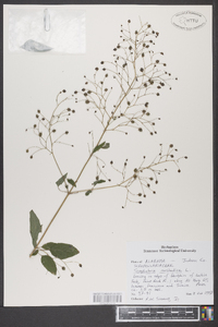 Scrophularia marilandica image