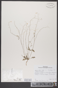 Arabidopsis lyrata image