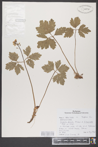 Cardamine diphylla image