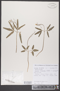 Cardamine angustata image