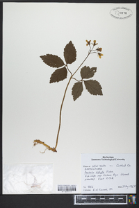 Cardamine diphylla image