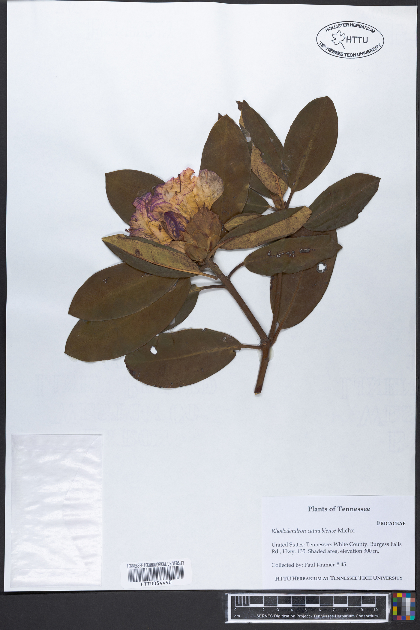 Rhododendron catawbiense image