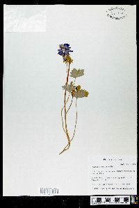 Delphinium tricorne image