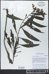 Vernonia gigantea subsp. gigantea image