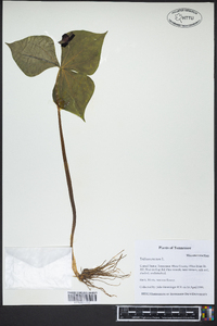 Trillium erectum image