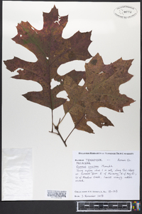 Quercus coccinea image