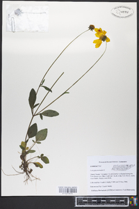 Coreopsis auriculata image