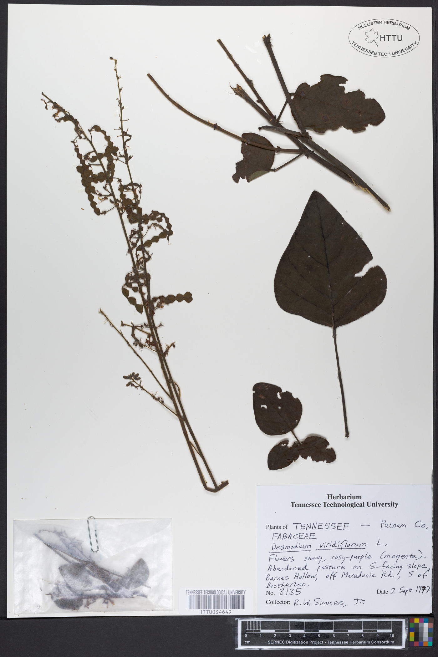 Desmodium viridiflorum image